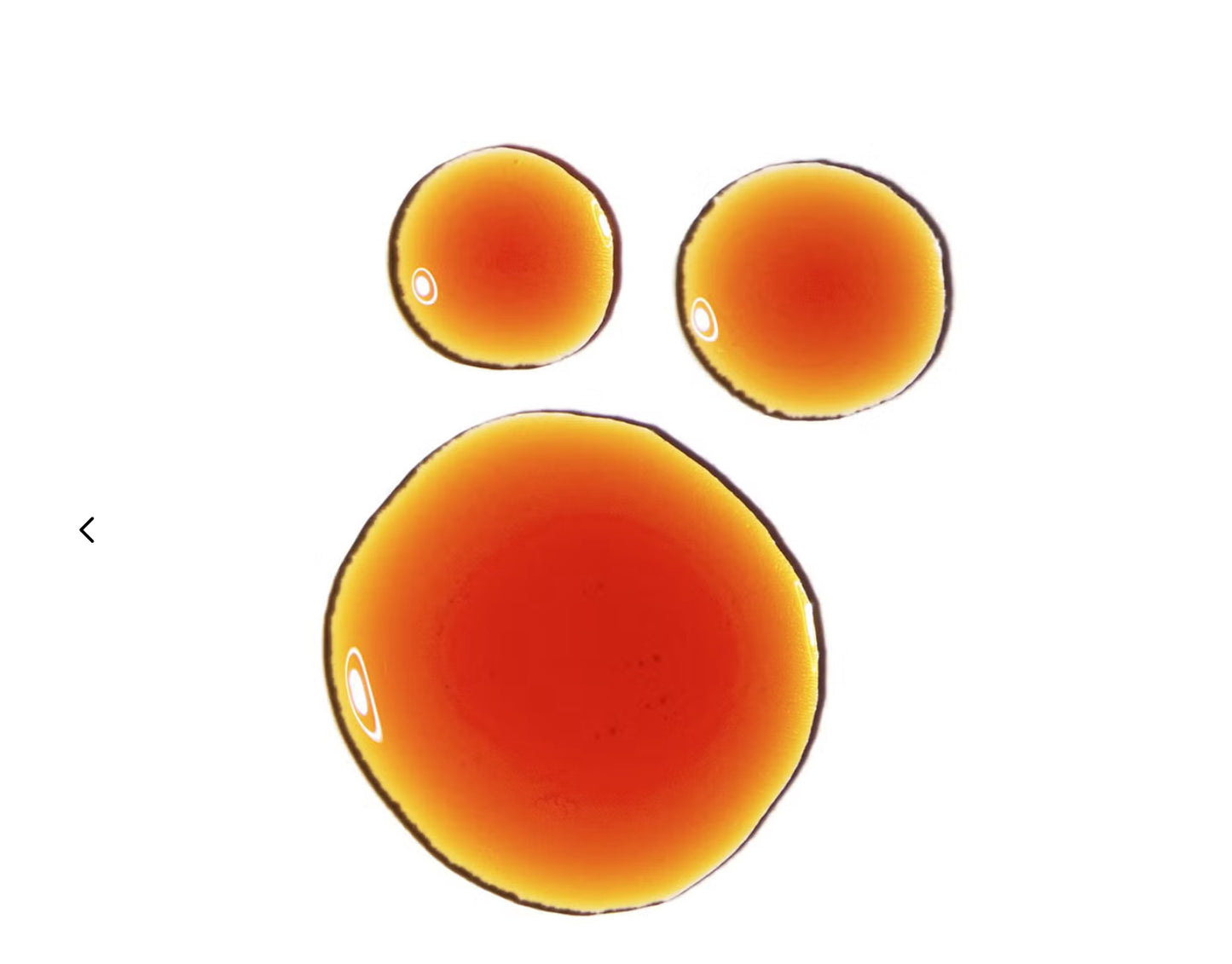 مستخلص لحاء الصنوبر النقي 5%